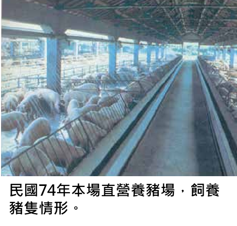 民國74年本場直營養豬場，飼養豬隻情形