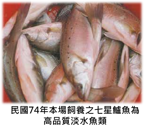 民國74年本場飼養之七星鱸魚為高品質淡水魚類