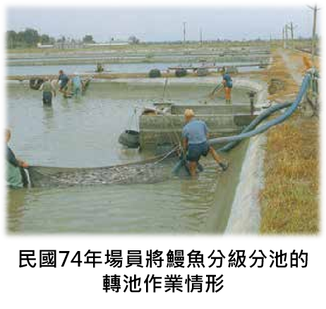 民國74年場員將鰻魚分級分池的轉池作業情形