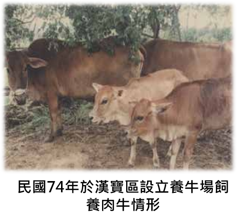 民國74年於漢寶區設立養牛場飼養肉牛情形